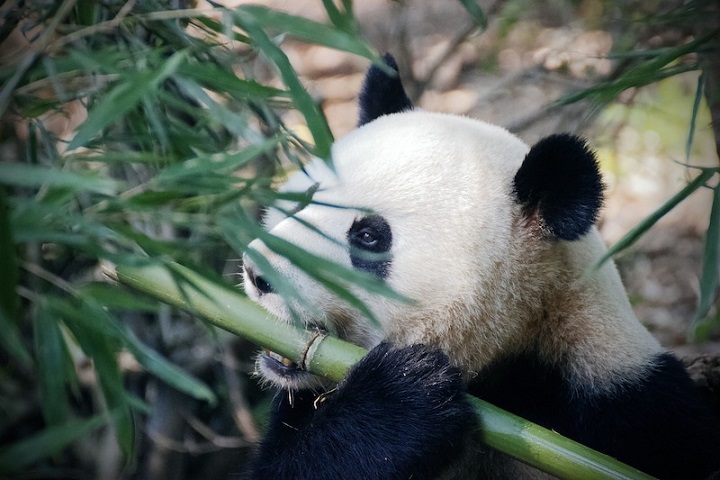 Çin İmparatorunun 2.000 Yıllık Mezarında Panda Bulundu