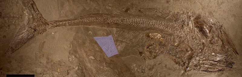 Jura Dönemi Balığı, Aşırı Büyük Ammonit Yerken Ölmüş
