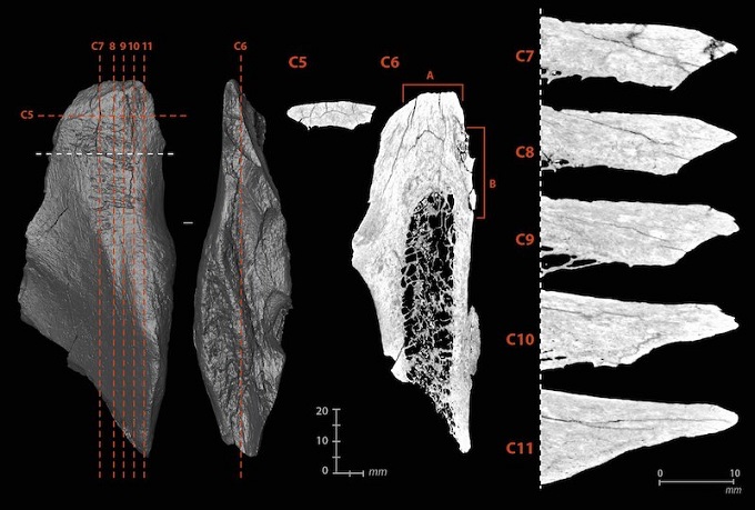 Neandertaller de Kemikleri Alete Dönüştürüyordu