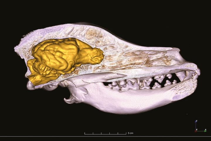 Modern Köpek Irklarının Beyni Eski Irklardan Daha Büyük 