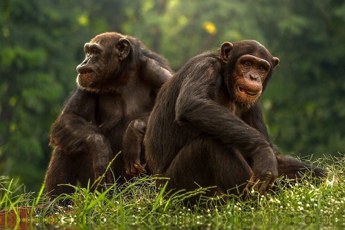 Aşk, Erkek Maymunların Dostluğundan mı Evrimleşmişti?