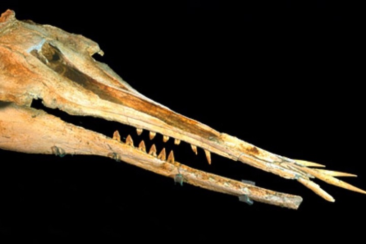 Müzede 25 Milyon Yıllık Tuhaf Dişli Katil Yunus Keşfedildi