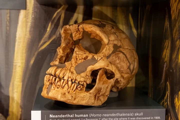 Dünyanın En Ünlü Neandertallerinden Biri: La Ferrassie Adamı