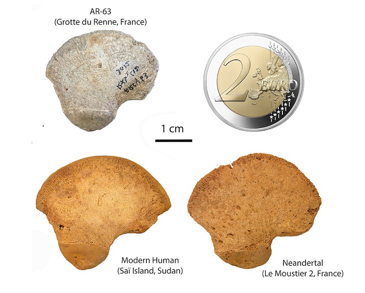 Neandertal Mağarasındaki Bebek, Bilinmeyen İnsan Soyuna Ait