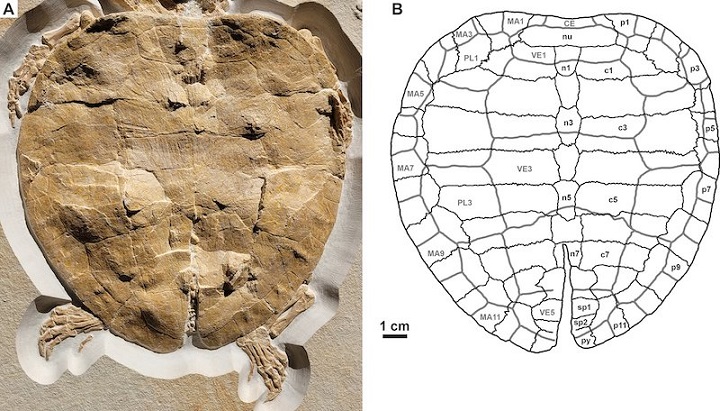 Kaplumbağa Fosili, 150 Milyon Yıl Önceki Habitatı Aydınlatıyor