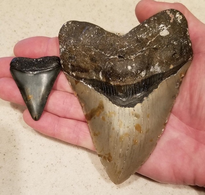 Diş Minerali Analizine Göre Megalodon Sıcakkanlıydı