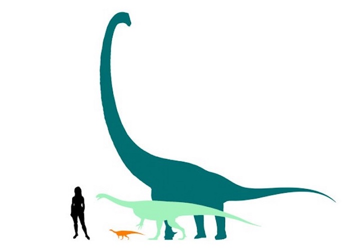 Jura’da Yaşamış En Küçük Sauropodomorf Ortaya Çıkarıldı