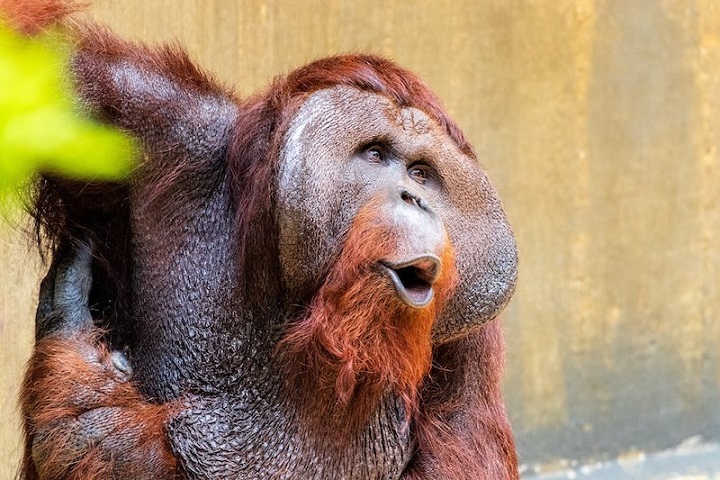 Orangutanlar Beatbox Yapar gibi Aynı Anda İki Ses Üretebiliyor