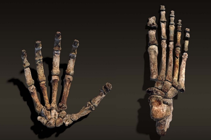 Afrika’daki Mağarada Bulunan Homo naledi Kimdi?