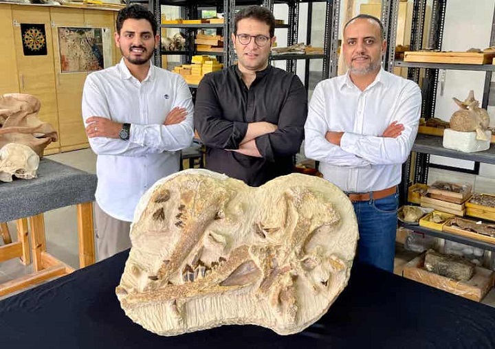Mısır’da 41 Milyon Yıllık Minyatür Balina Fosili Keşfedildi