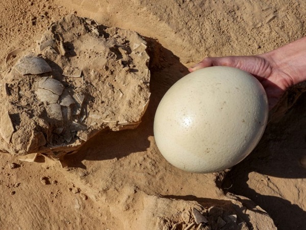 Israël : découverte d'oeufs d'autruche vieux de plus de 4.000 ans