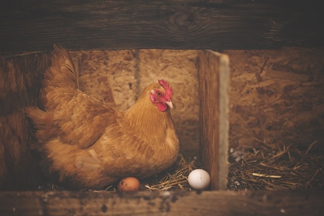 Tavuklar, MÖ 400’de Güney Orta Asya’da Yetiştiriliyordu