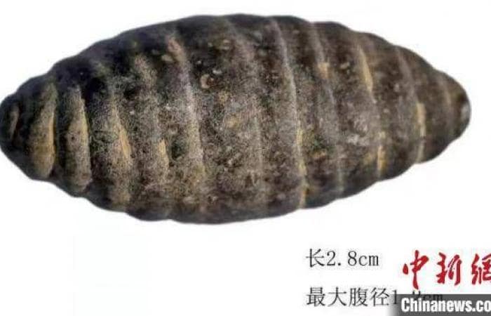 Kuzey Çin’de keşfedilen 5 bin 200 yıllık taş oyma ipekböceği krizaliti