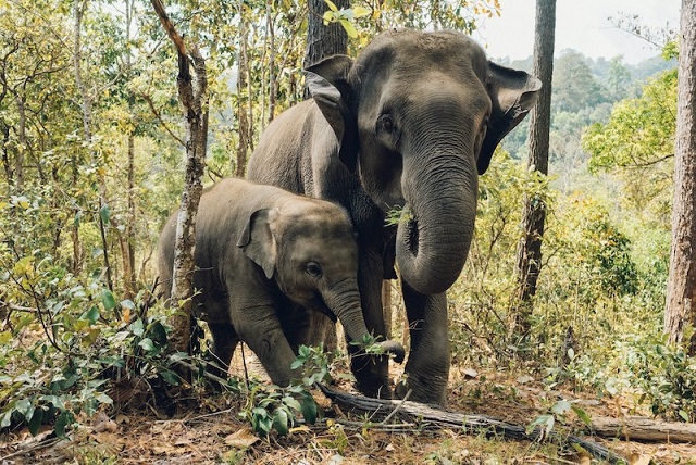 Asya Filleri Yas Tutuyor ve Ölü Yavrularını Gömüyor!