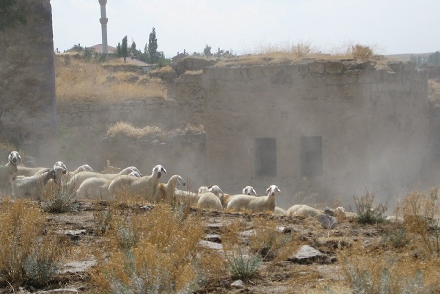 Aşıklı Höyük’te Koyunlar Sanılanın Aksine Genetik Olarak Çeşitliydi