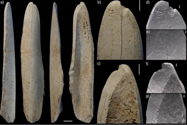 Neandertaller, Deri Yüzmek için Ren Geyiği Kemikleri Kullanmış