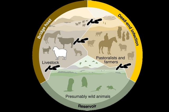 Tunç Çağı Vebası Koyunlarla Yayılmış