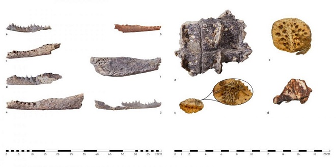 Polonyalı arkeologlar, eski Mısır soylularının mezarlarında dokuz timsah kafası ortaya çıkardılar