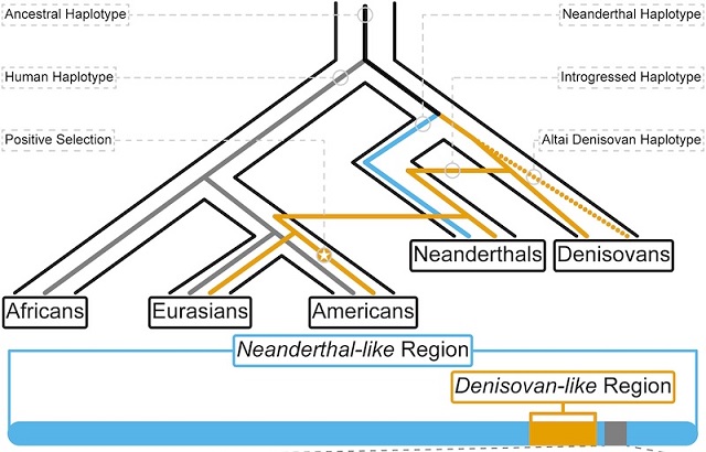 Amerika’ya Ulaşan İlk İnsanlar, Denisovalı DNA’sına Sahipti