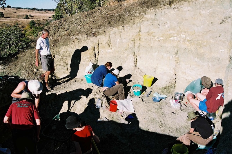 Avustralya’da Ağaçtan Atlayan Timsaha Ait Yumurta Kabukları!
