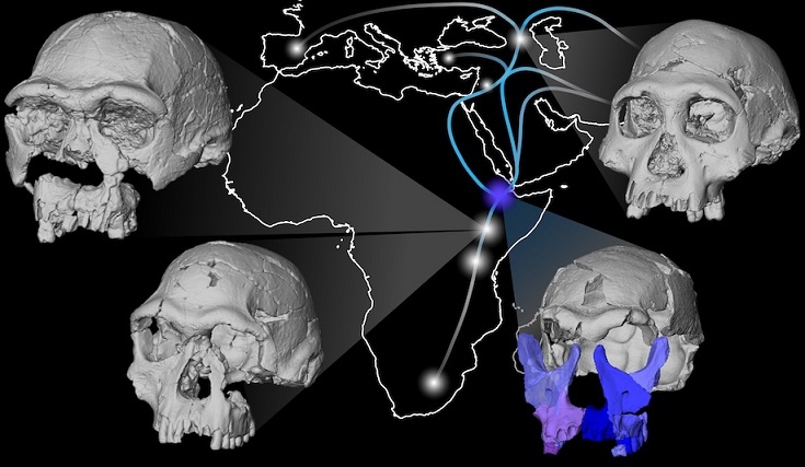 Etiyopya’dan Bir Homo erectus’un Yüzü Yeniden Oluşturuldu
