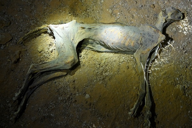 Arabistan’daki Mağaralarda Çita Mumyaları Bulundu