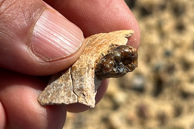 Mısır’da Bulunan Fosil, Kuyruksuz Maymunların Atası Olabilir