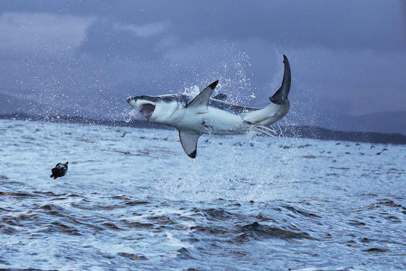 Megalodon Yok Oluşunu, Büyük Beyaz Köpekbalığı Tetiklemiş
