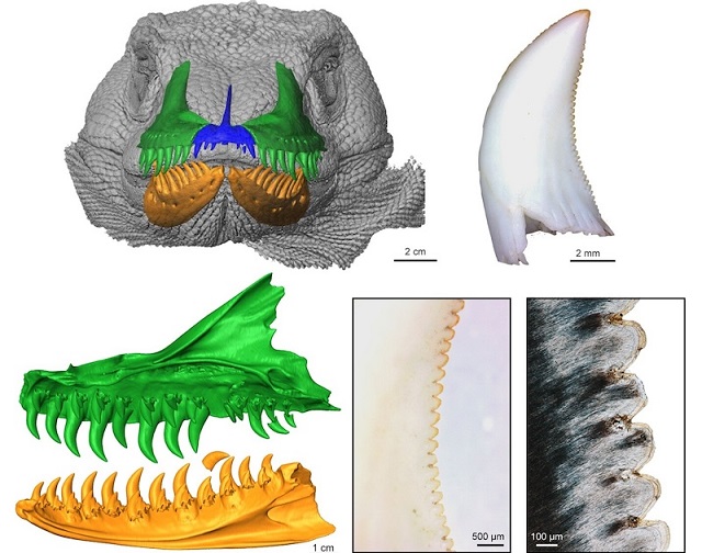 Komodo Dişleri, Theropod Dinozorların Dişleriyle Çok Benziyor