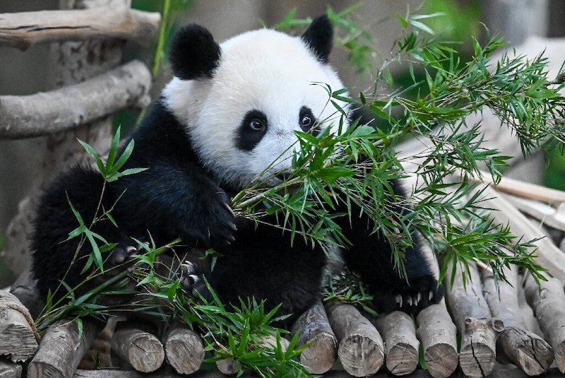 Pandaların Nasıl Vejetaryen Olduğunun Gizemi Çözülüyor