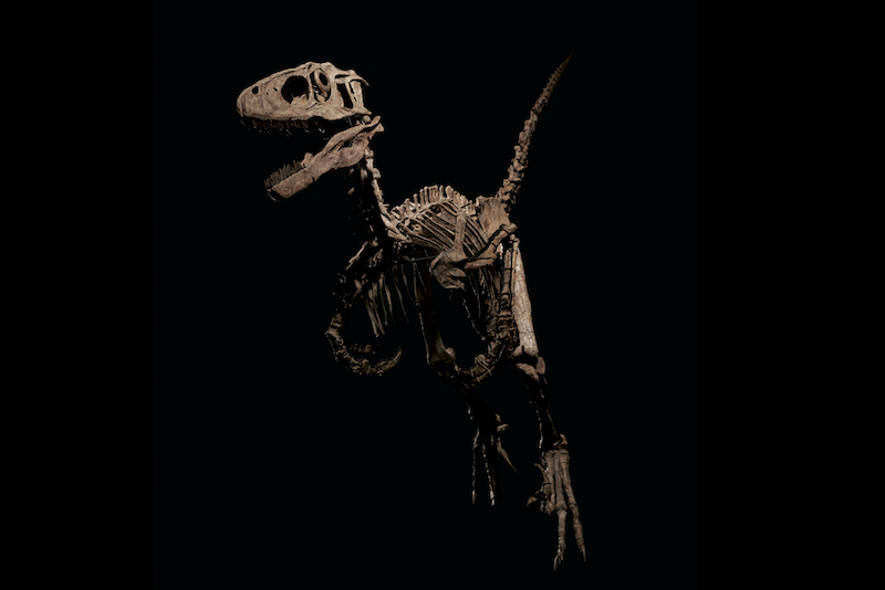 Jurassic Park’ta Velociraptor’a İlham Veren Dinozor Satıldı