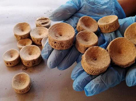 Patara’da 2 bin 600 yıllık köpek balığı kemikleri bulundu