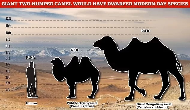 Bir araştırmaya göre, 27.000 yıl önce Moğolistan’da yaşayan dev develerin neslinin tükenmesine iklim ve Arkaik insanlar neden oldu.
