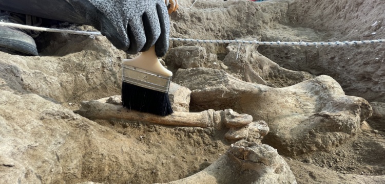 Ürgüp'teki fosillerden yeni bir hayvan türü keşfedildi: Adı Sofular olacak