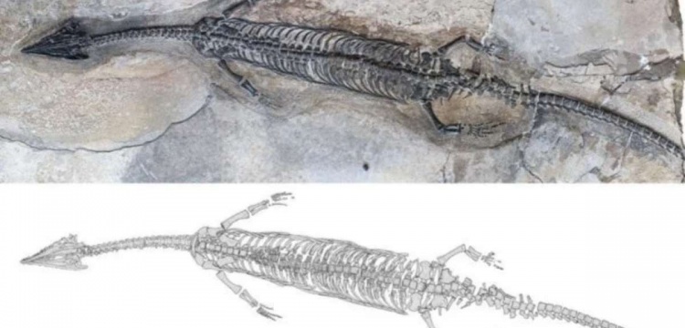 Çin'de 244 milyon yıllık yeni bir sürüngen türüne ait fosil bulundu