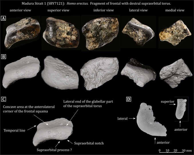 Batık Toprakların İnsanlarını Ortaya Çıkarmak: Homo erectus Madura Boğazı'nda Yeniden Yükseliyor