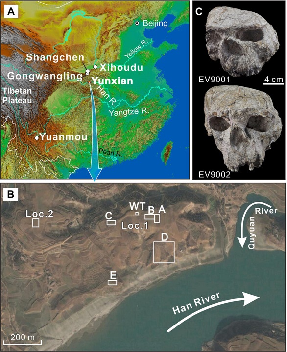 Çin'de bulunan 1,77 milyon yıllık Homo erectus kafatasları, insanlığın yayılımına dair uzun süredir kabul gören zaman çizelgelerine meydan okuyor.