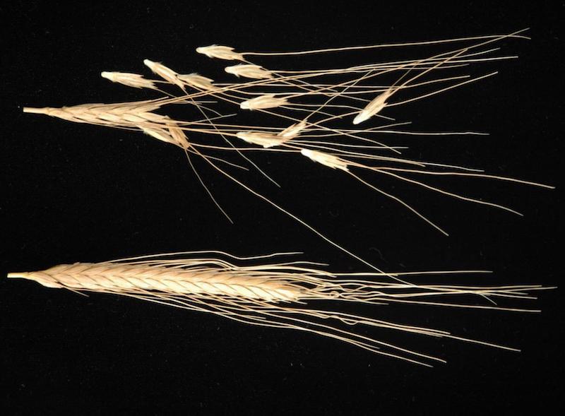 Buğday Ne Zaman Evcilleştirildi? Buğdayın Tarihçesi ve Kökeni