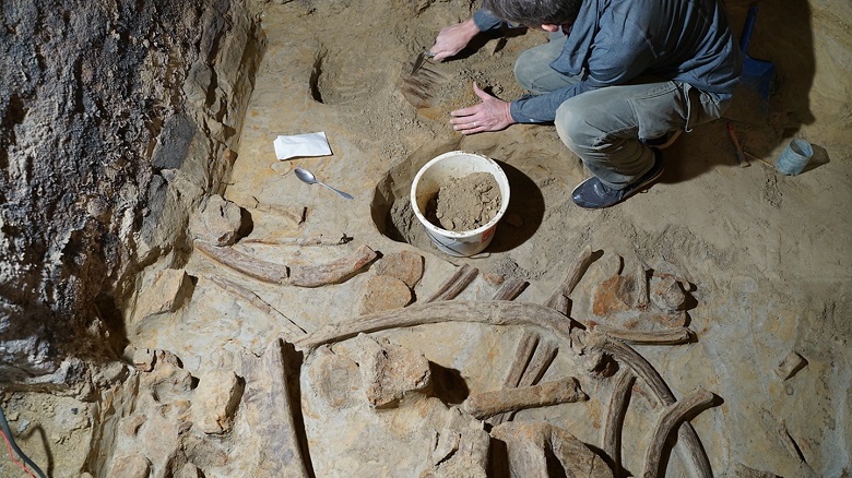 Şarap üreticisi mahzeninde 40.000 yıllık mamut kemikleri keşfetti