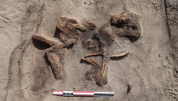 Arkeologlar Norveç'in Senja Adası'nda Kadın ve Köpeğine Ait 1.100 Yıllık Viking Tekne Mezarını Ortaya Çıkardı