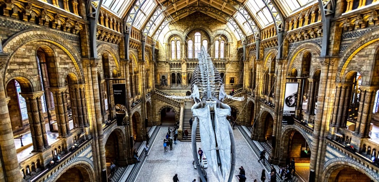 İkiyüz milyon yıllık fosil dahil 1700'e yakın tarihi eser Londra müzelerinden kaybolmuş