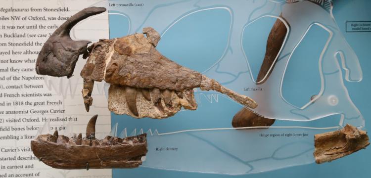 İlk dinozor ne zaman ve nasıl keşfedildi? İşte ilk dinozor ve dinozorların isim babası
