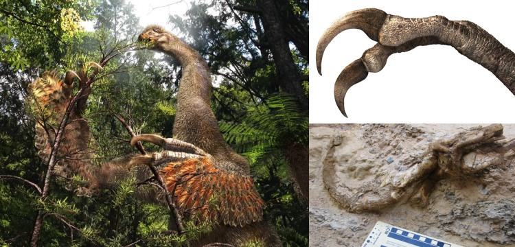 Duonychus tsogtbaatari: Moğolistan’da bulunun dev pençeli otçul dinozor