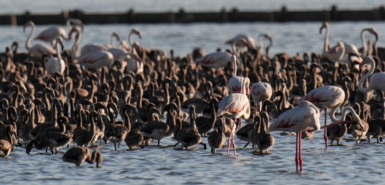 Gediz Deltası'ndaki flamingo kreşindeki yavrular kanat çırpmaya hazırlanıyor