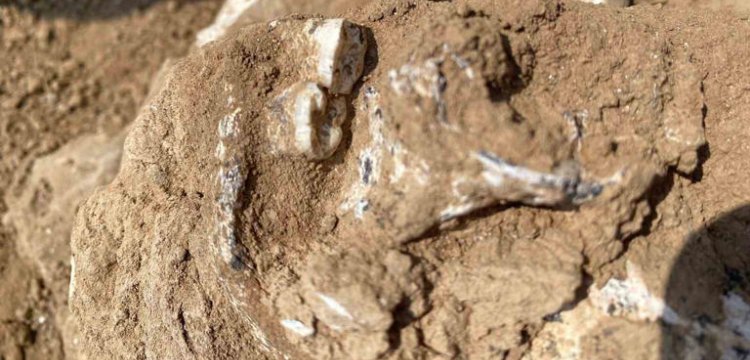 Afrika dışındaki en eski insansı Gürcistan'da bulundu: 1.8 milyon yıllık insan çenesi