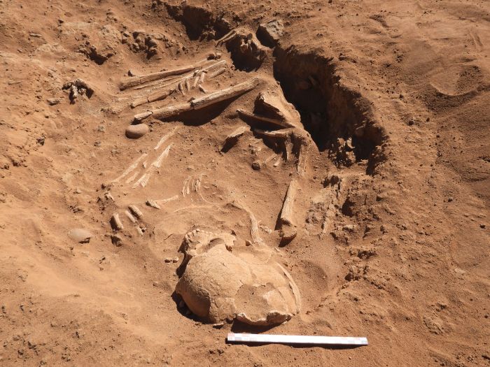 7 bin yıllık mezarda inek kanı içildiğine dair en eski kanıtlar ele geçti