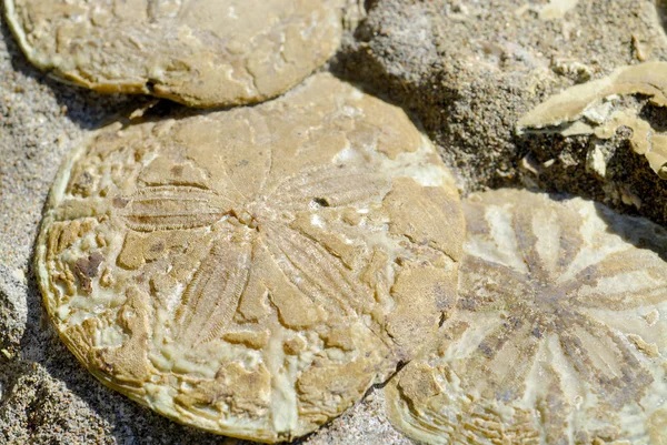 Diyarbakır’daki 1900 yıllık kaya kilisesinde Pasifik Okyanusu kıyılarında yaşayan canlının fosili bulundu