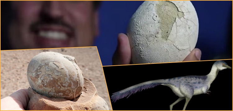 Patagonya’da bulunan 70 milyon yıllık dinozor yumurtasında embrio aranacak