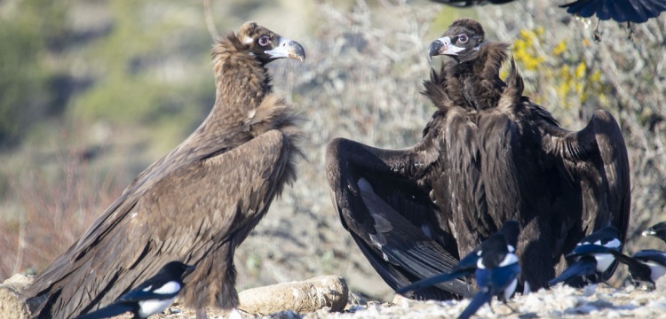 Bolu'da Kurulan Akbaba İstasyonu Ekolojik Döngüyü Gözler Önüne Seriyor