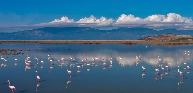 Büyük Menderes Deltası: Türkiye’nin Sulak Alan Hazinesi
